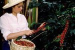 kolumbiai kávétermesztés