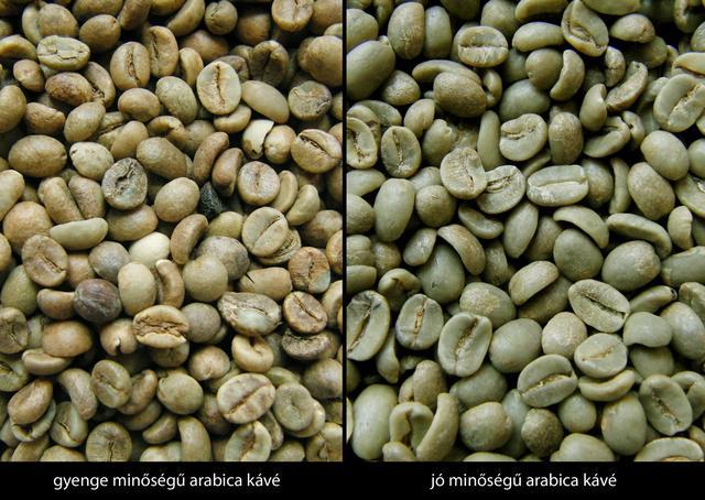 nyers arabika kávészemek összehasonlítása