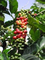 Jamaica Blue Mountain kávé kávécserje